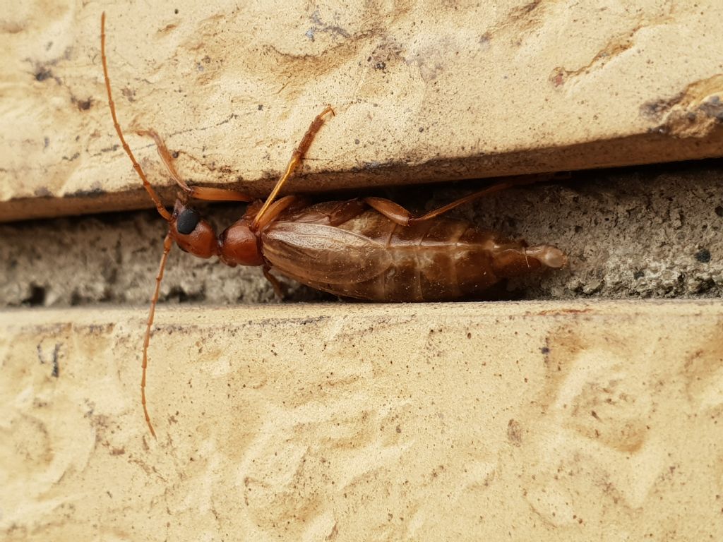 Vesperidae?  S, Vesperus luridus